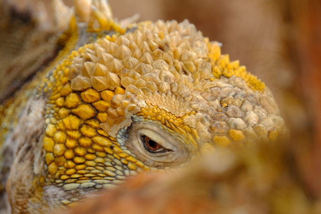 Closeup of a Yellow Iguana’s Head – Free Stock Photo for Download