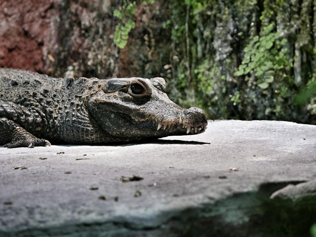 Close-up of Lizard on Rock – Free Download