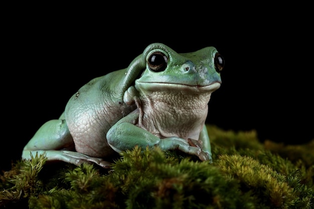 Australian White Tree Frog on Branch and Leaves – Free Stock Photo, Download Free