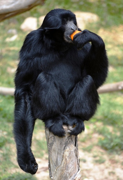 Black Monkey Sitting on Land – Free Stock Photo for Download