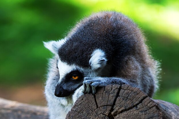 Close-up of a Lemur – Free Stock Photo Download