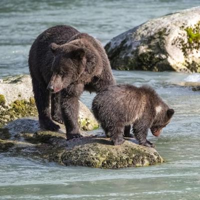 Grizzly Bear and Cub in Alaska – Free Stock Photo for Download