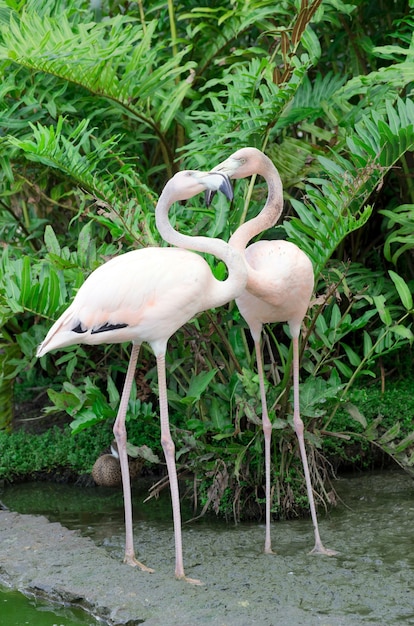 Stunning Image of Four Flamingos in the Water – Free Download