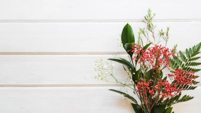 Botanical Background – Free to Download High-Quality Stock Photos