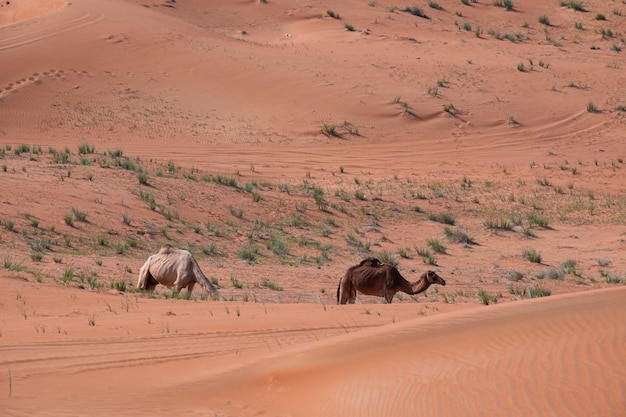 Stunning Camel in the Sand Dunes of Dubai, UAE – Free Download