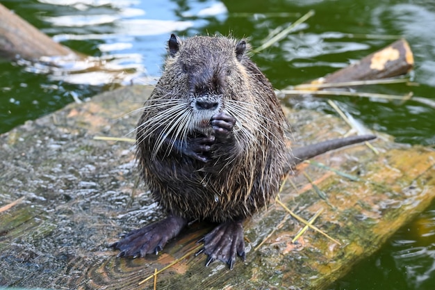 Nutria Near a Pond on a Farm – Free Stock Photo for Download