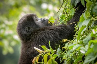 Monkey in a Forest – Free Stock Photo for Download