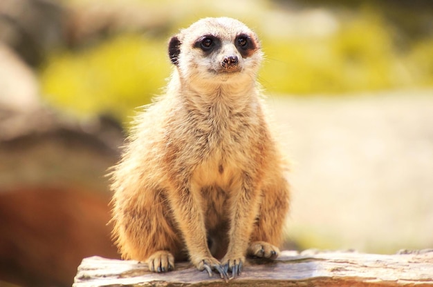 Portrait of Meerkat – Free Stock Photo, Download for Free