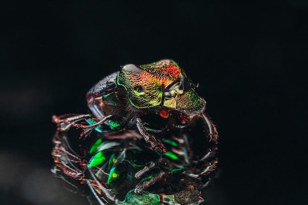 Macro Shot of an Exotic Colorful Beetle – Free Download