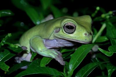 Dumpy Frog (Litoria Caerulea) on Green Leaves – Free Stock Photo, Download for Free