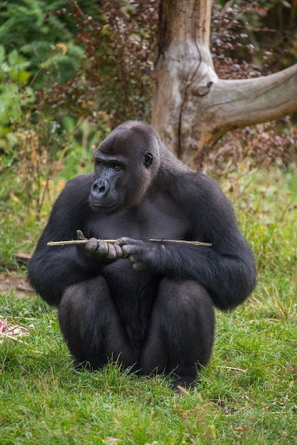 Furry Black Gorilla in the Wild – Free Stock Photo Download