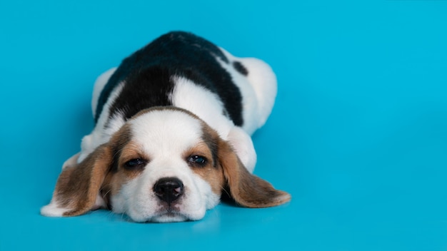 Beagle Dog Puppy Sleeping on Blue Background – Free Stock Photo, Download Free