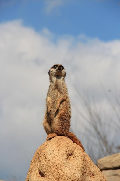 Meerkat at Work – Free Stock Photos for Download