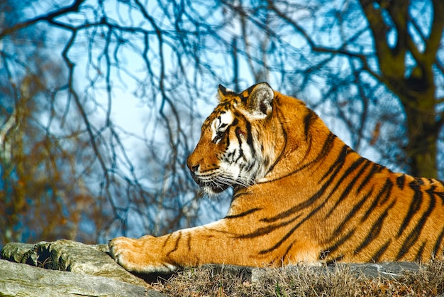 Tiger Sitting in a Zoo – Free Stock Photo for Download