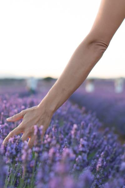 Female Hand Caressing Lavender Flowers in Brihuega, Spain – Free Stock Photo, Download for Free