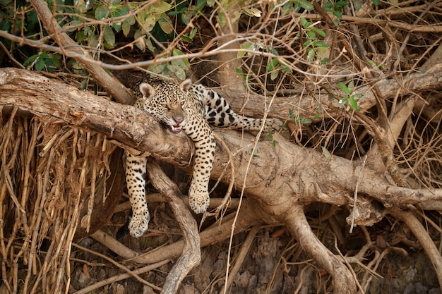 American Jaguar in Its Natural Habitat – Free Stock Photo, Download Free Stock Photo