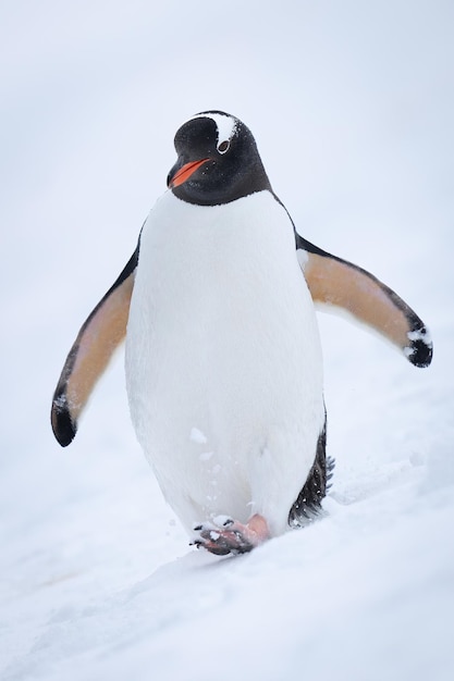 Gentoo Penguin on Snowy Slope Raising Foot – Free Download