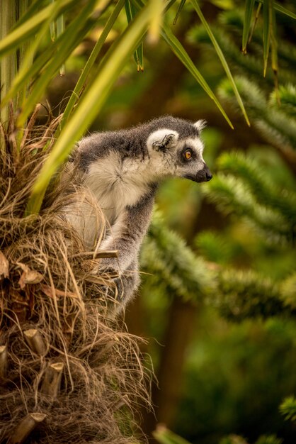 Ring Tailed Lemur in a Tree – Free Stock Photo for Download