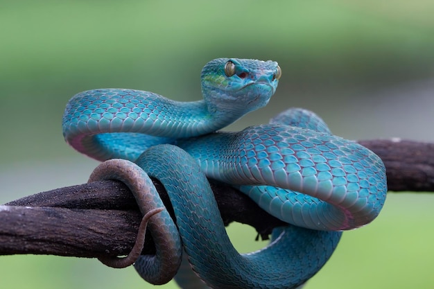 Close-Up of Blue Viper Snake (Blue Insularis) – Free Stock Photo for Download