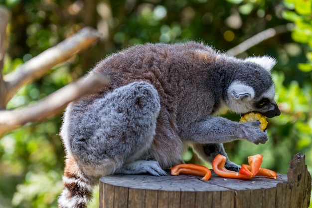 A Lemur Enjoying a Snack on a Wooden Platform – Free Stock Photo for Download