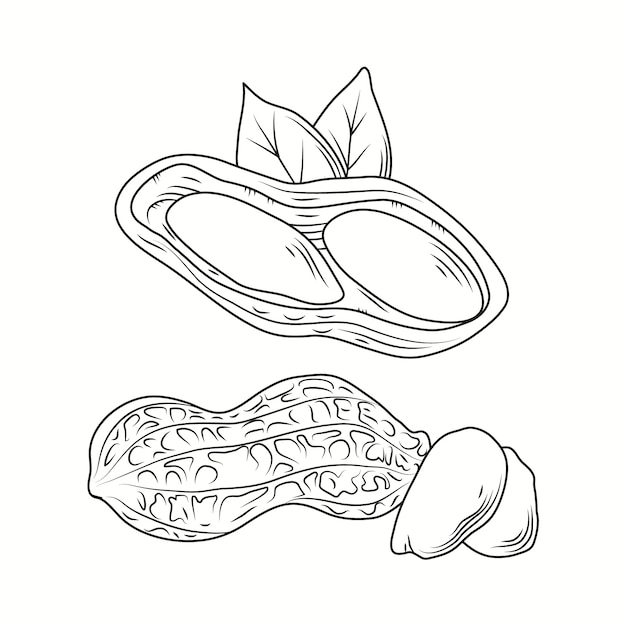 Hand Drawn Peanut Outline Illustration – Free Download