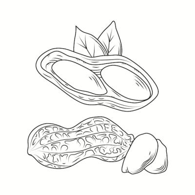 Hand Drawn Peanut Outline Illustration – Free Download