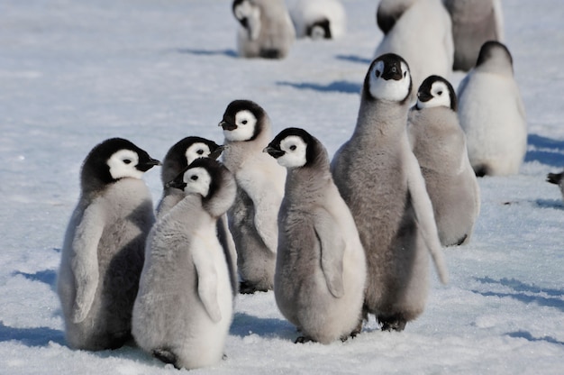 Emperor Penguins in Snow Hill, Antarctica 2010 – Free Stock Photo Download