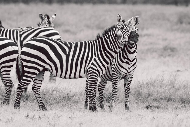 Zebra Standing on Field – Free Stock Photo, Download Free