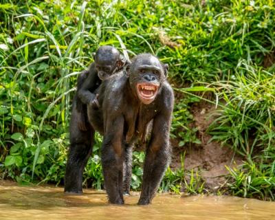 Bonobo Portrait in Nature – Free Stock Photo Download