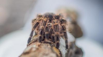 Close-up of Tarantula – Free Stock Photo for Download