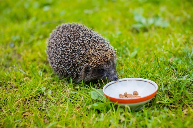 Charming Wild Hedgehog Enjoying a Meal in the Garden – Free Download