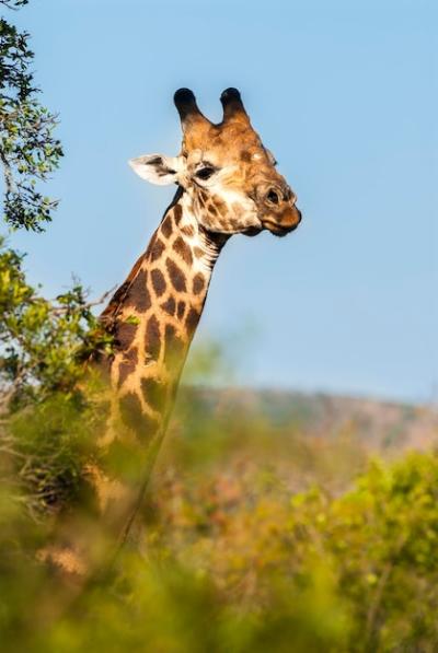 Giraffe in Kruger National Park, South Africa – Free Stock Photo Download