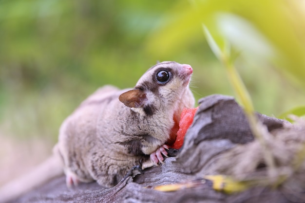 Marsupial on the Tree – Free Stock Photo for Download