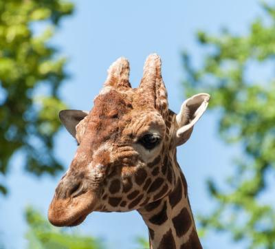 Giraffe’s Head Surrounded by Trees – Free Stock Photo, Download for Free