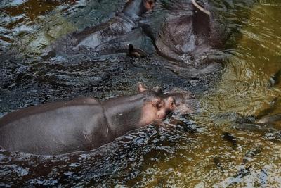 Hippopotamus in the Water – Free Stock Photo for Download