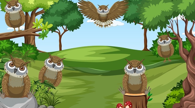 Owl Birds in the Forest Scene – Free to Download