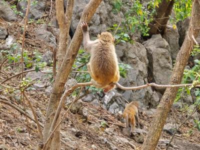 A Group of Monkeys in Their Natural Habitat – Free Stock Photo for Download