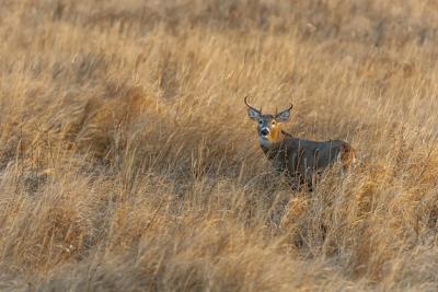 Magnificent Deer in a Grass-Covered Field – Free Stock Photo for Download