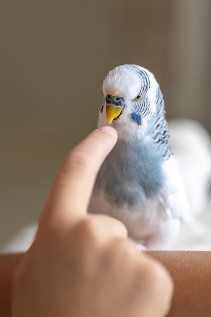 Blue and White Budgerigar Pets Concept and Domestic Birds – Free Stock Photo, Download for Free