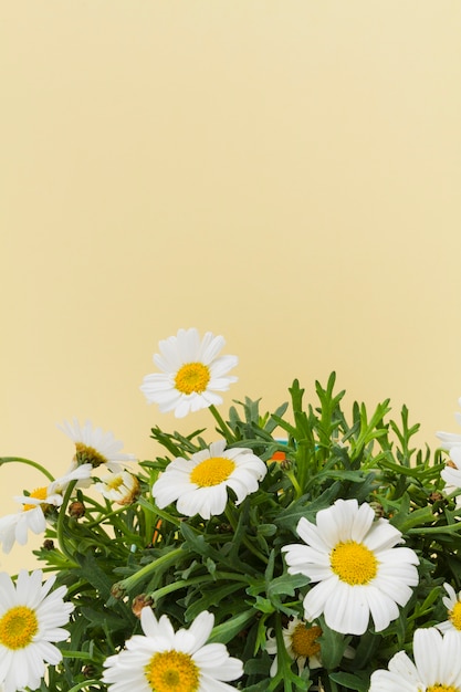 Daisies Bouquet – Free Stock Photo, Download for Free