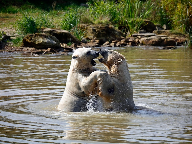 Polar Bears Fighting in a Lake at a Wildlife Park – Free Stock Photo for Download