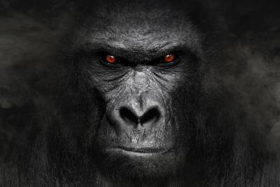 A Gorilla with a Red Eye – Free Download, Download for Free, Free Stock Photo