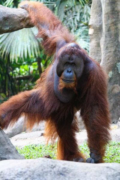 Orangutan Pose Captured After Stepping Down from Stone – Free Stock Photo Download