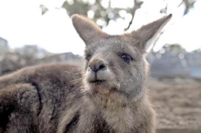 Brown Kangaroo Gazing Up – Free Download