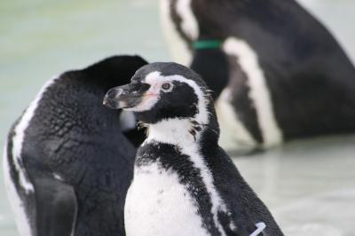 Penguins Enjoying Their Natural Habitat – Free Stock Photo Download