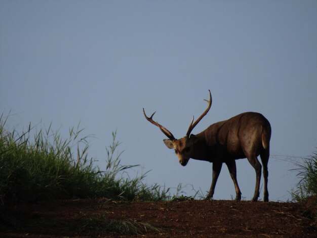 Deer Standing on a Field – Free Stock Photo for Download