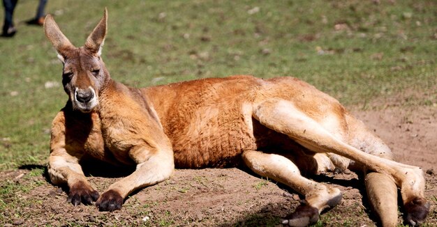 Lion Lying on Land – Free Download Free Stock Photo