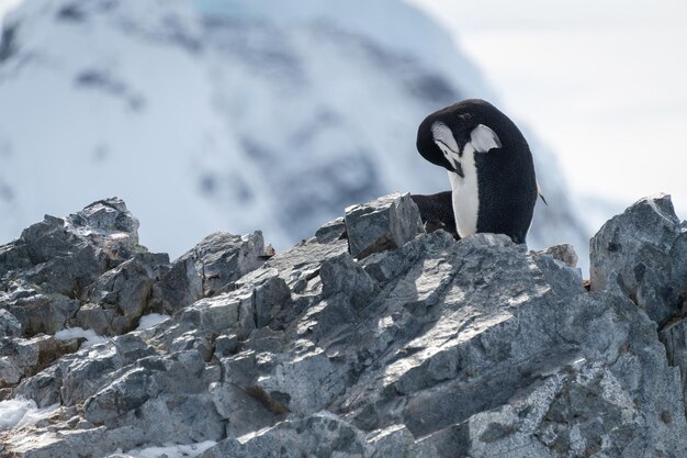 Chinstrap Penguin Preening on Rocky Ridge – Free Download, Free Stock Photo