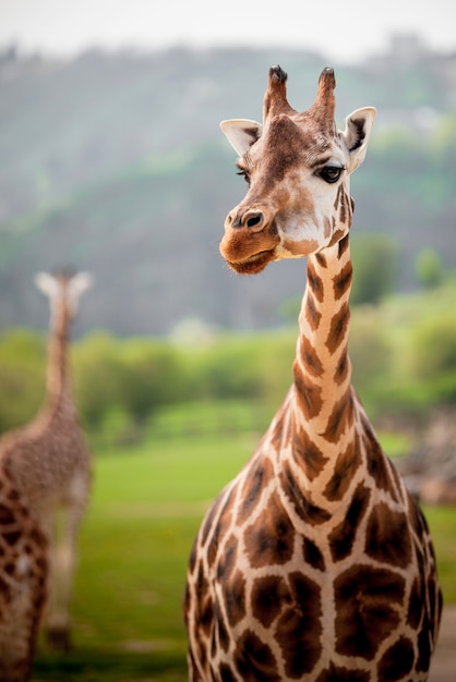 Giraffes in the Zoo – Free Stock Photo for Download