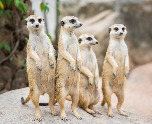 Meerkat Family Portraits – Free Download